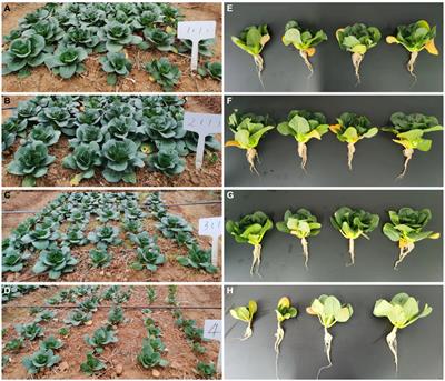 The effects of microbial fertilizer based Aspergillus brunneoviolaceus HZ23 on pakchoi growth, soil properties, rhizosphere bacterial community structure, and metabolites in newly reclaimed land